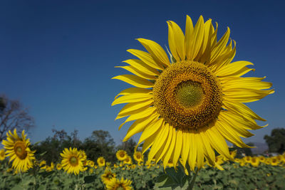 Close-up of sunflower on field against sky