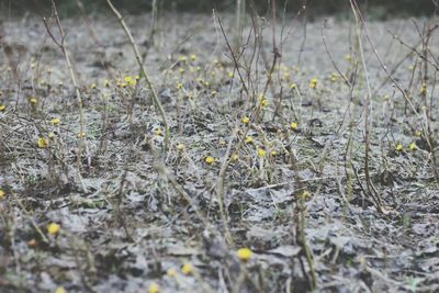 Plant growing on field