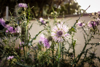 Close-up of purple flowering plants