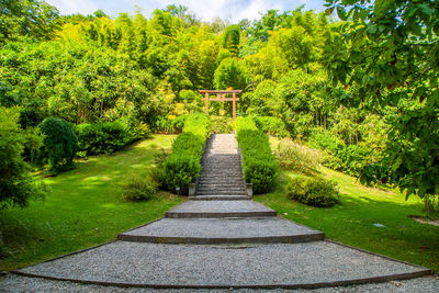 Footpath amidst trees and plants in garden