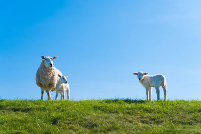 View of sheep on field