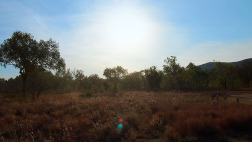 Trees on field against sky