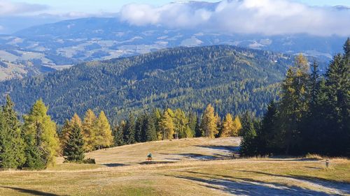 Scenic view of pine trees against sky