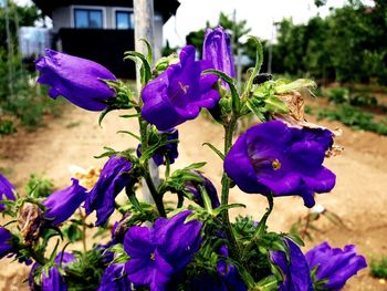 Close-up of purple flowering plants in field