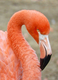 Close-up of swan in lake