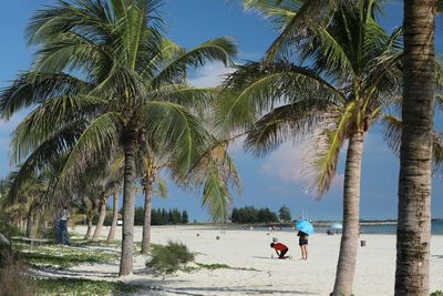 Palm trees on beach against sky