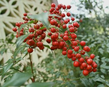 Close-up of red berries growing on tree