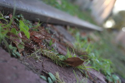 Close-up of insect on plant