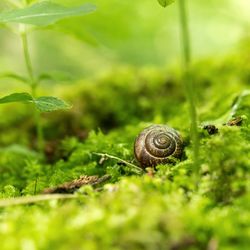 Close-up of snail on grass