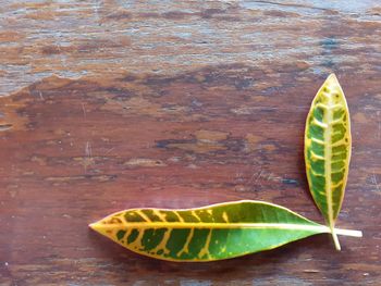 High angle view of leaf on table