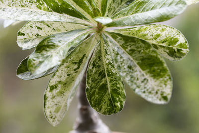 Close-up of fresh green leaves