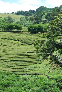 Scenic view of landscape against sky