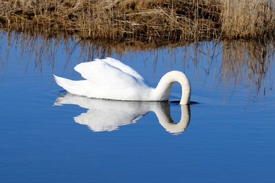 Reflection of swan neck forming a white heart on a deep blue background from water.