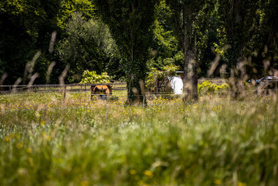 View of a horse in the field