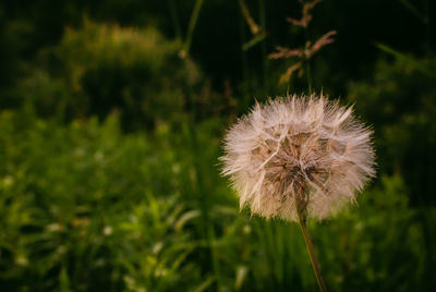 Close-up of dandelion flower