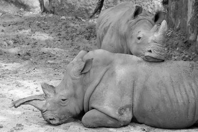 View of animal resting rhinoceros 