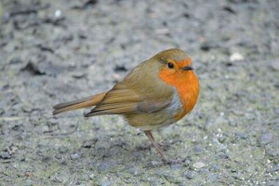 Close-up of bird