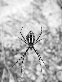 Close-up of spider on web