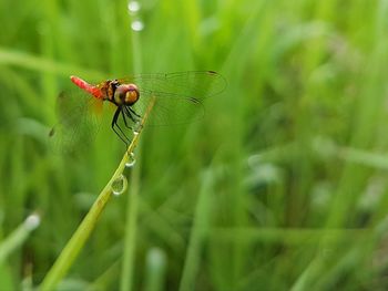 Close-up of insect on leaf