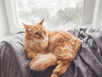 Cute ginger cat lying on blanket. fluffy pet on window sill. snowy weather outside. domestic animal