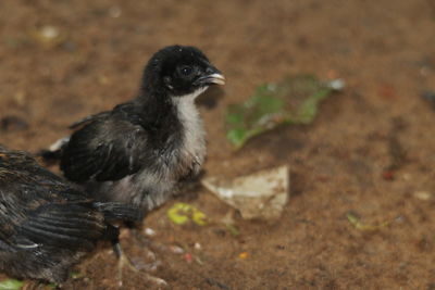 Close-up of bird