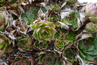 High angle view of succulent plant