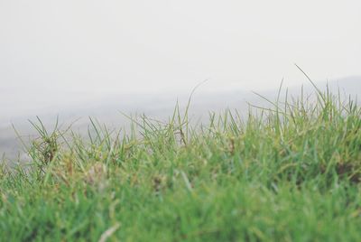 Plants growing on grassy field against sky