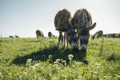 View of sheep grazing in field
