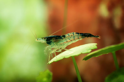 Close-up of insect on plant