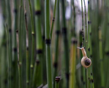 Close-up of snail on plant