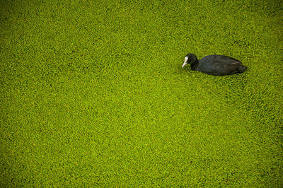 Black bird on water covered by aquatic plants at gouda. a town famous for its tasty gouda cheese.