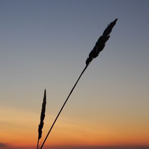 Close-up of silhouette plant against clear sky during sunset