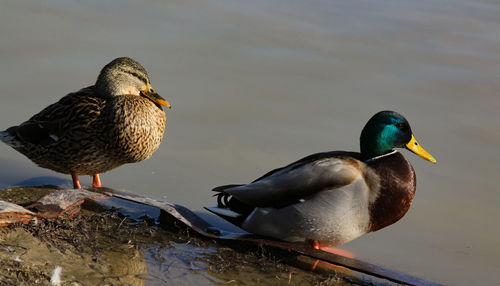 Birds on a lake