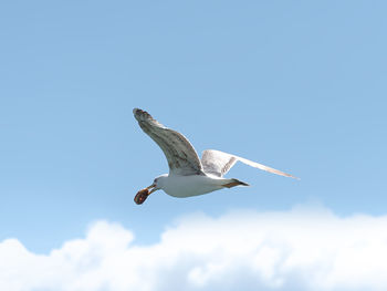 Low angle view of seagull flying in sky