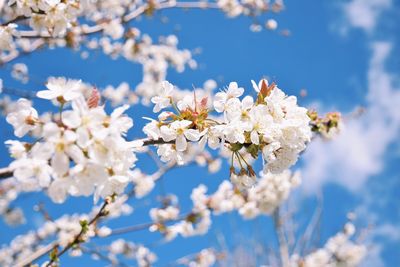 Low angle view of white flowers blooming on tree