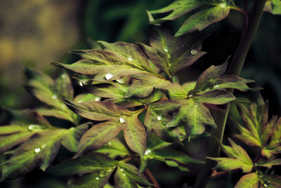 Close-up of green chili on plant