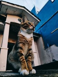 Low angle view of cat looking away