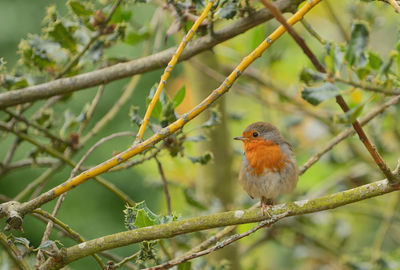 Close-up of bird perching on branch