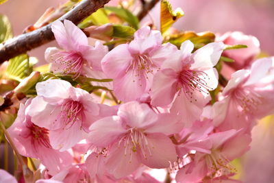 Close-up of pink flowers