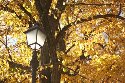 Low angle view of illuminated lantern hanging on tree