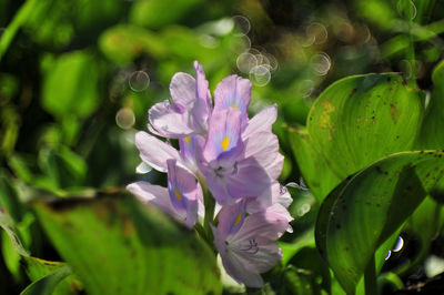 Close-up of purple flowering plant