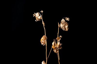 Close-up of plant against black background