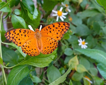 Close-up of butterfly on orange flower