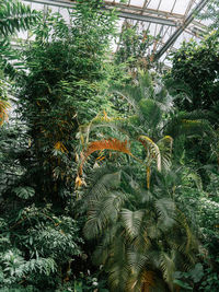 View of plants in greenhouse