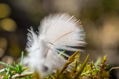 Close-up of feather