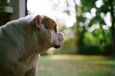 Close-up of dog looking away