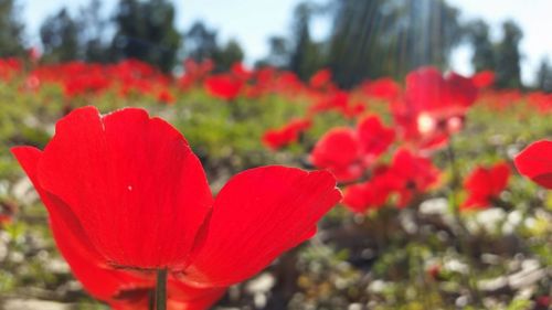 Close-up of red poppy flower