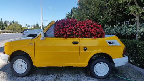 Yellow flowers on road in city