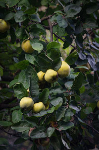 fruit