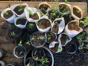 High angle view of potted plants